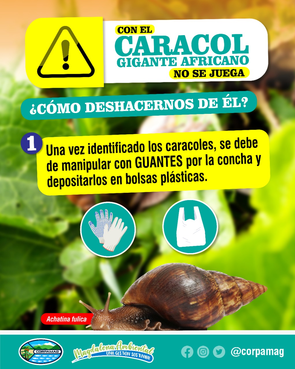 Aviso caracol con imagen de la especie invasora